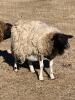 BRED EWE - 3