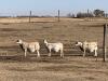 BRED EWE - 2