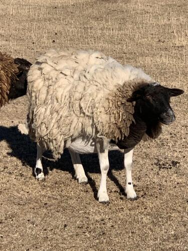 BRED EWE