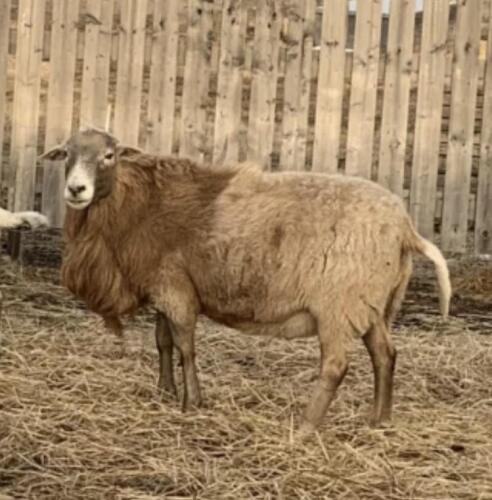 BRED EWE