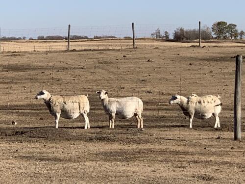 BRED EWE