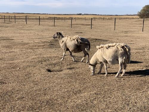 BRED EWE