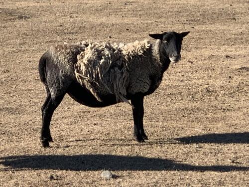 BRED EWE