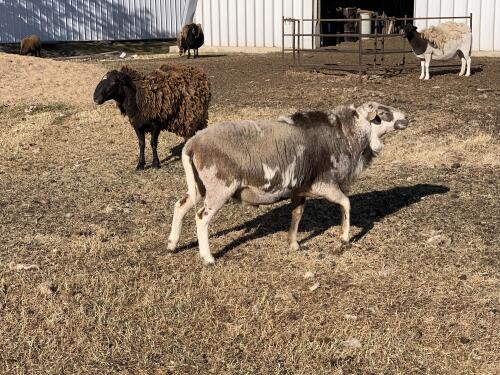 BRED EWE