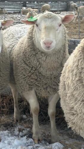 CANADIAN ARCOTT BREEDING RAM