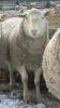 CANADIAN ARCOTT BREEDING RAM