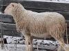 CANADIAN ARCOTT BREEDING RAM - 2