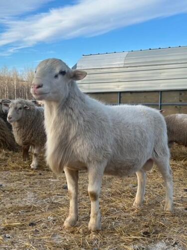 KATAHDIN RAM