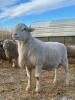KATAHDIN RAM