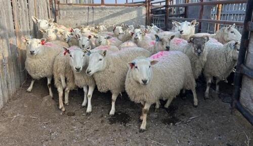 BRED EWE