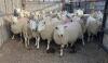 BRED EWE - 3