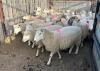 BRED EWE - 2