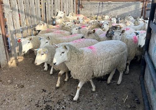 BRED EWE