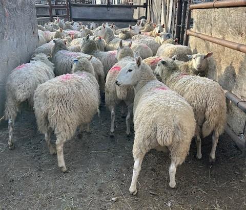 BRED EWE