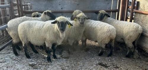 BRED EWE